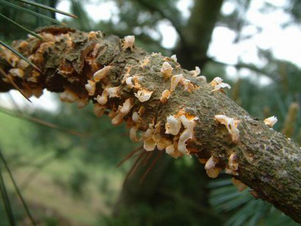 Fruttificazione vescicolose su rametti di pino
