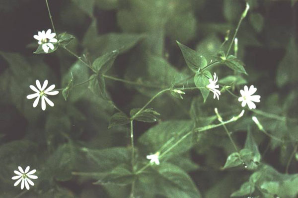 Stellaria nemorum